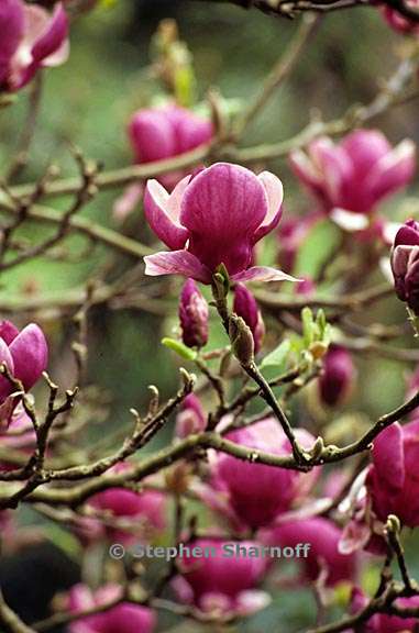 magnolia soulangiana 1 graphic